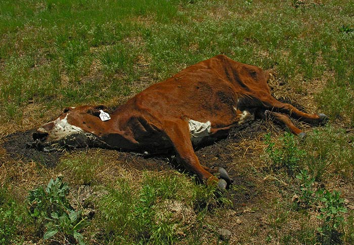 Archivo:Vaca muerta.jpg
