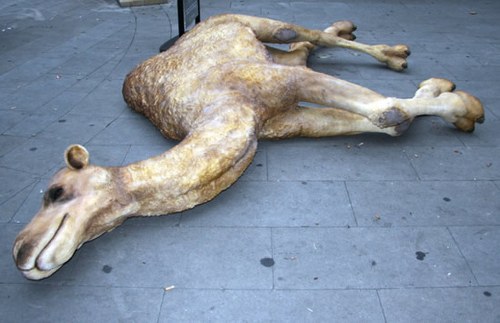 Archivo:Camello muerto.jpg