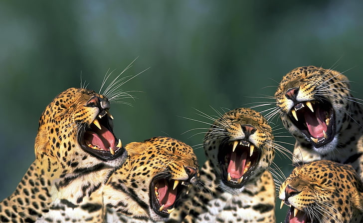 Archivo:Funny-leopards-wallpaper-preview.jpg