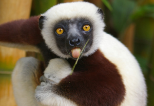 Archivo:Zoboomafoo-lemur.jpg