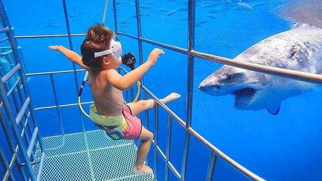 Archivo:1. Baby Shark.jpg