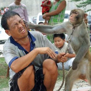 Archivo:Monkey-slap.jpg