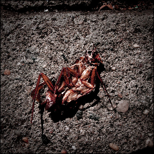 Archivo:Cucaracha muerta.jpg
