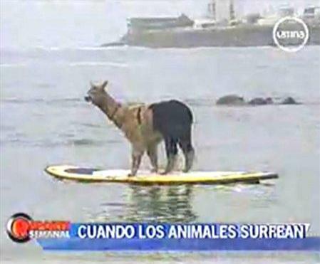 Archivo:Alpaca Surf.jpg