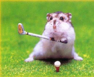Archivo:Hamster golf.jpg