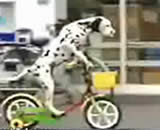 Archivo:Perro-en-bicicleta.jpg