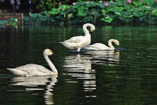 Archivo:Lago con cisnes.jpg