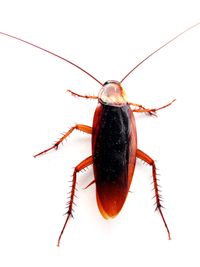 200px-Cockroach closeup.jpg