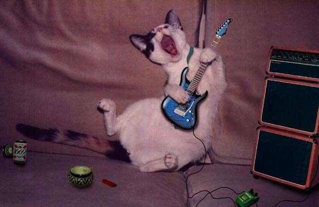 Archivo:Gato rockero.JPG