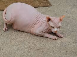 Archivo:Gato egipcio gordo.jpg