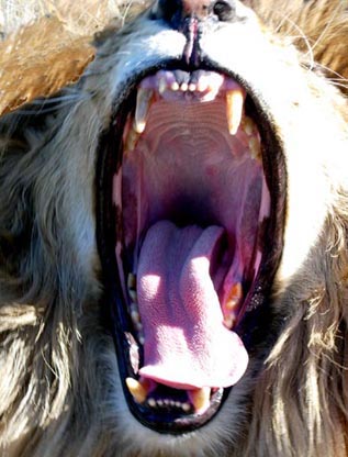 Archivo:LionRoar.jpg