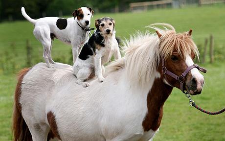 Archivo:Perros-paseando-en-caballo.jpg