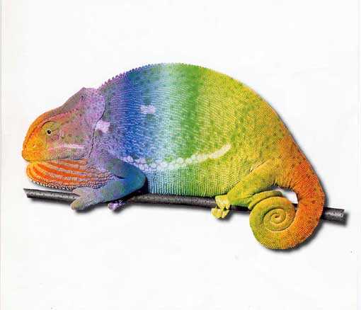 Archivo:Cz camaleon de colores small.jpg