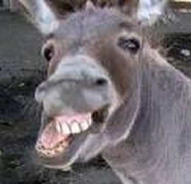Archivo:Smile Donkey.png