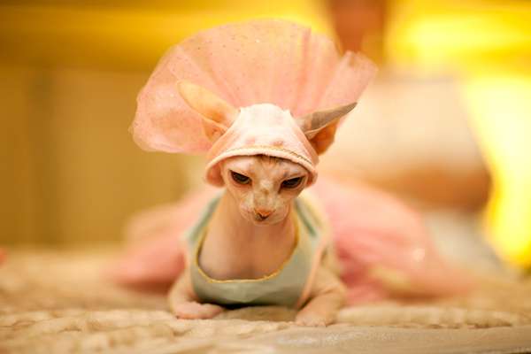 Archivo:Gato-enojado-con-vestido-rosa.jpeg