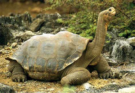 Archivo:Galapagos-tortoise1.jpg