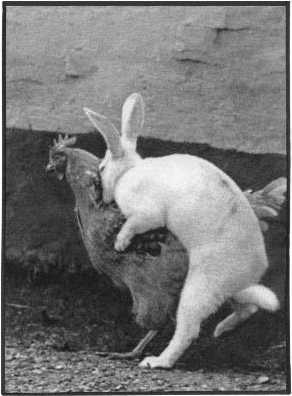 Archivo:0104 un conejo despistado.jpg