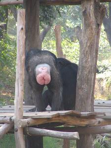 Archivo:050106131438 mooning of the chimpanzee.jpg