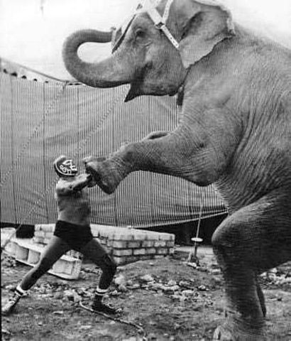 Archivo:Huracan Ramirez Elefante.jpg