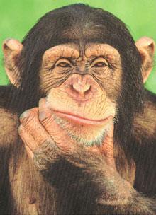 Archivo:Chimpance.jpg