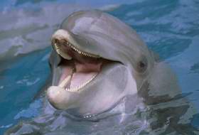 Archivo:Delfín burlándose.jpg