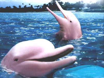 Archivo:Delfines rosas.jpg