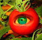 Archivo:Transgenic-tomate.jpg
