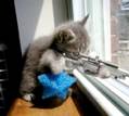 Archivo:Gato francotirador.jpg