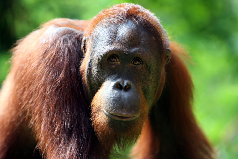 Archivo:Orangutan Selfie.png