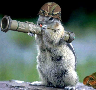 Archivo:Army Squirrel-1-.jpg