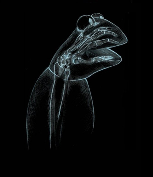 Archivo:Kermit X-ray.jpg