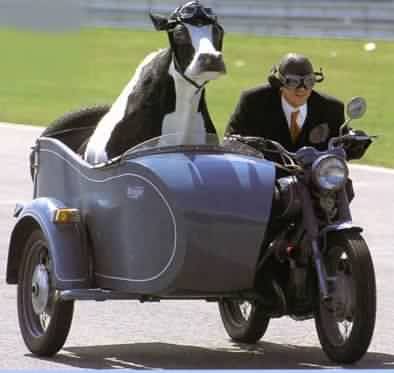 Archivo:Vaca sidecar.jpg