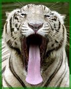Archivo:Tigre lengua.JPG