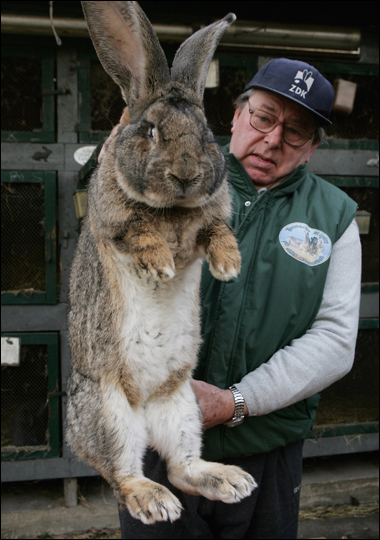 Archivo:Conejo gigante.jpg