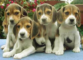 Archivo:Beagle.jpg