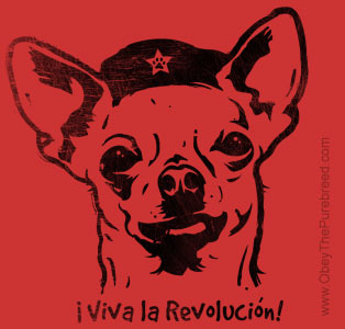 Archivo:Chihuahua che.jpg