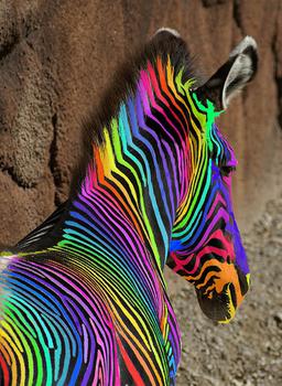 Archivo:Cebra multicolor .jpg
