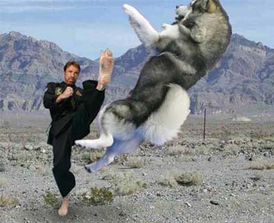 Archivo:Chuck Norris y su perro.jpg