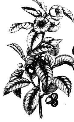 Archivo:Tea plant drawing.png