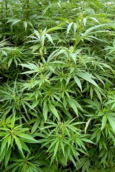 Archivo:Cannabis María.jpg