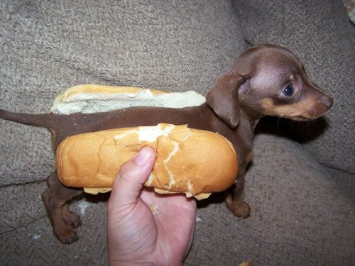 Archivo:Perrito Hot Dog.jpg