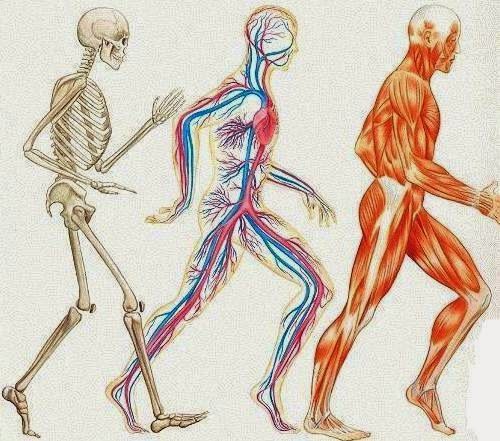 Archivo:Sistemas del cuerpo humano.jpg
