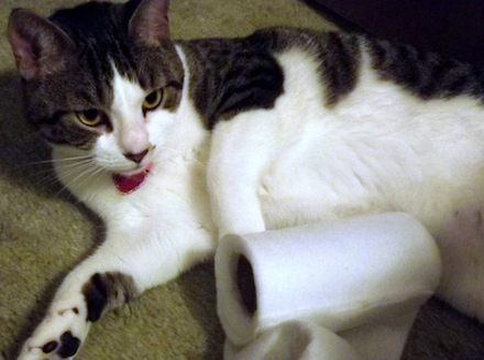 Archivo:Toilet-paper-cat-toy.png