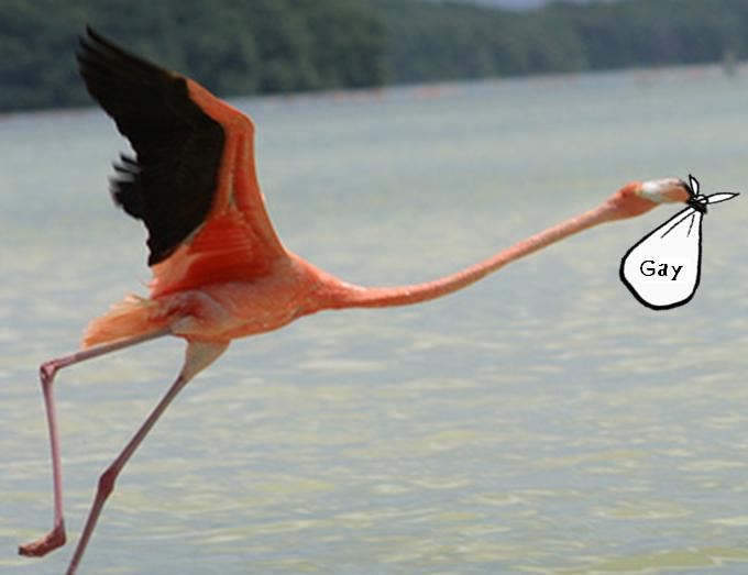 Archivo:Flamingo.jpg