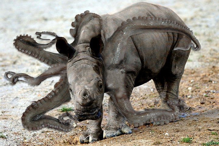 Archivo:Rhinoctopus.jpg