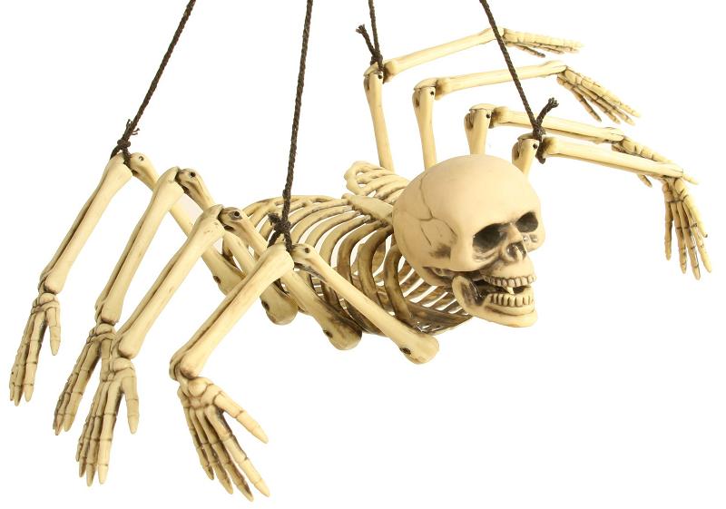 Archivo:Esqueleto de araña.jpg