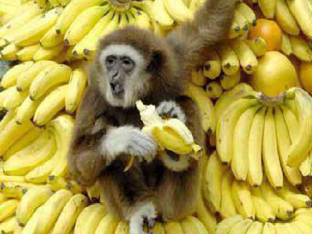 Archivo:Mono y Bananas.png
