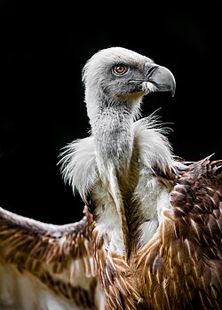 buitre creyendo que no es tan feo