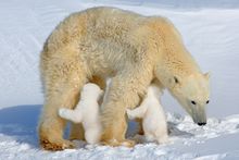 Aunque los osos polares también son unos patanes y abandonan a las osas polares con los ositos polares que nunca conocerán a su padre, hasta el día que intente comérselos.