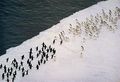 300 pinguinos.JPG